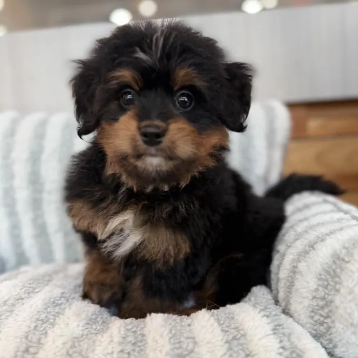Female Mini Bernedoodle puppy named Millie for sale at Beach Blvd.
