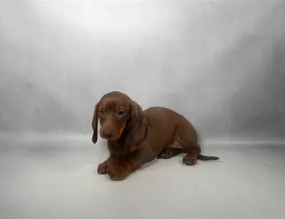 Male Mini Dachshund puppy named Emmett for sale at San Jose Blvd.