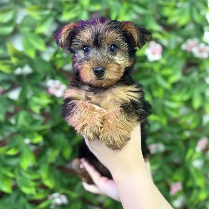 Female Yorkie puppy named Yoko for sale at San Jose Blvd.