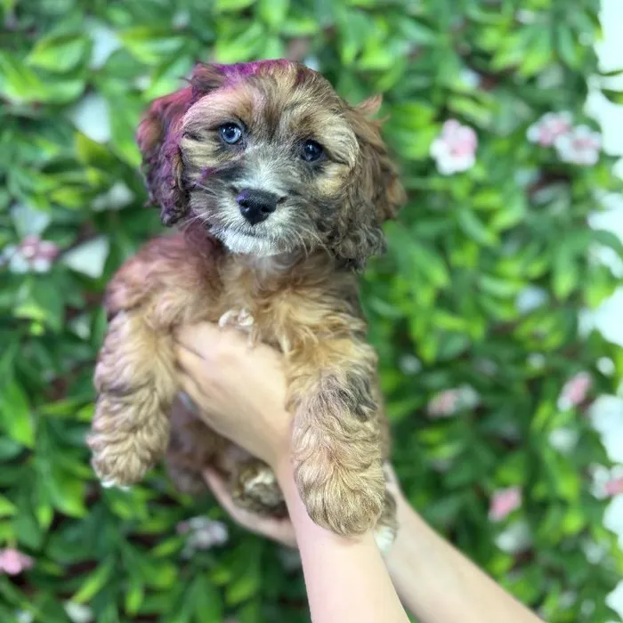 Female Cockapoo puppy named Honey for sale at San Jose Blvd.
