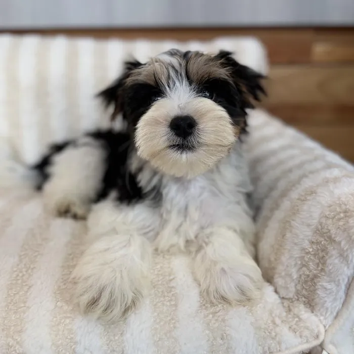 Male Morkie puppy named Monte for sale at Beach Blvd.