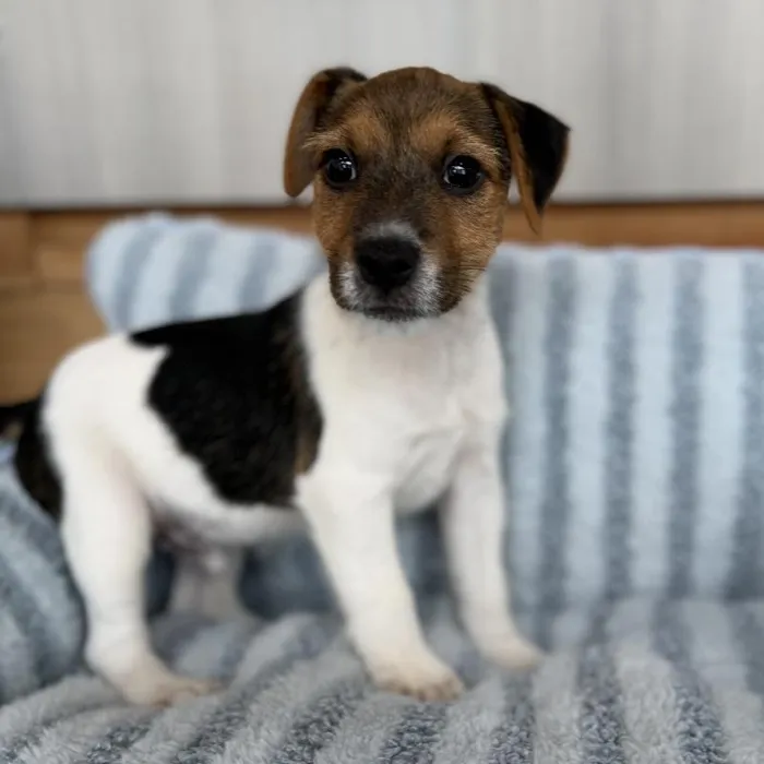 Male Jack Russell Terrier puppy named Flint for sale at Beach Blvd.