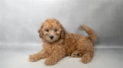 Male Shipoo puppy named Charlie for sale at San Jose Blvd.