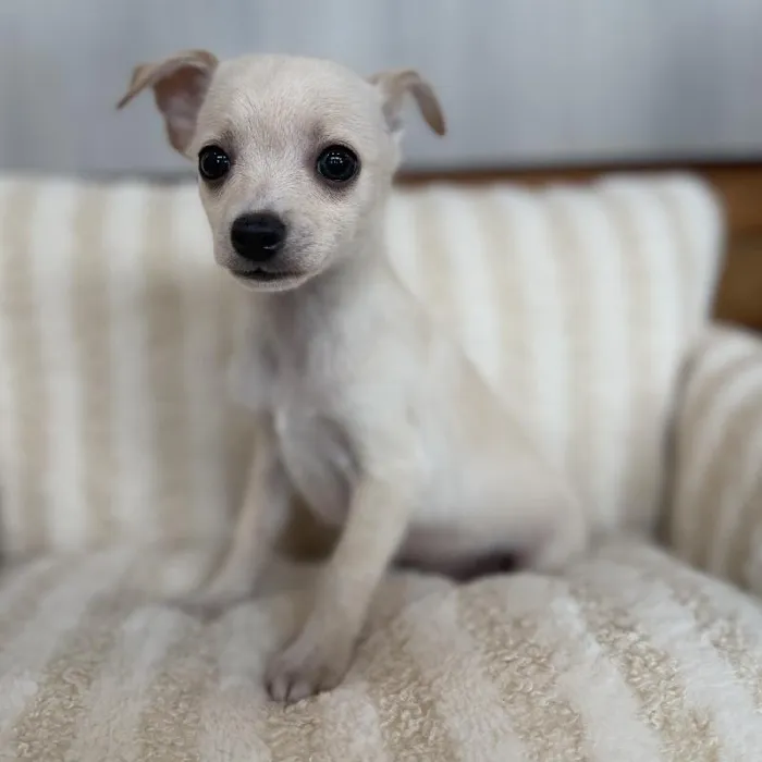 Male Chihuahua puppy named Tito for sale at Beach Blvd.