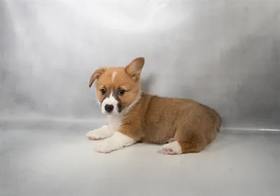 Female Pembroke Welsh Corgi puppy named Tilly for sale at San Jose Blvd.
