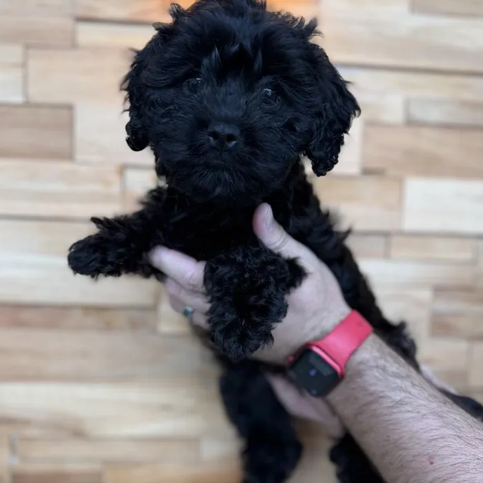 Female Cavapoo puppy named Midnight for sale at Beach Blvd.