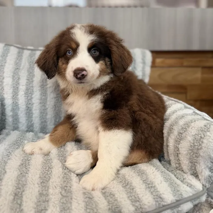 Male Australian Shepherd puppy named Crosby for sale at Beach Blvd.