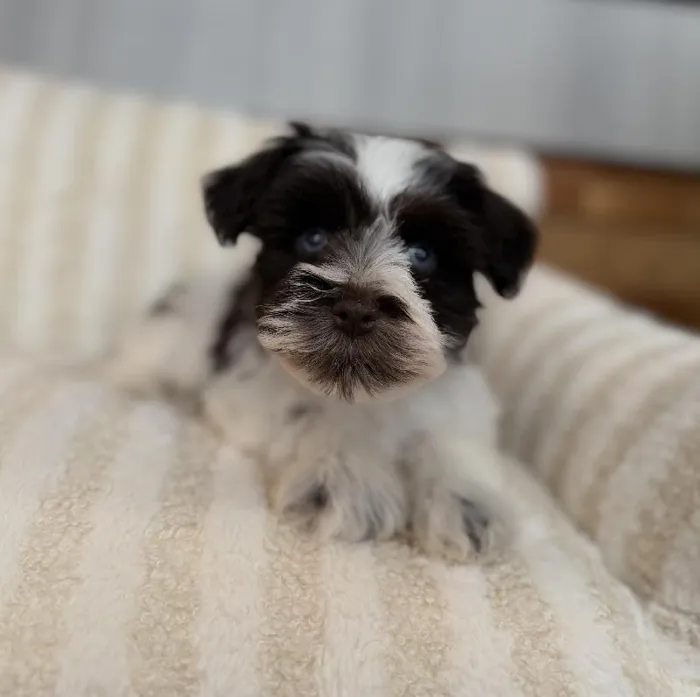 Female Mini Schnauzer puppy named Aurora for sale at Beach Blvd.