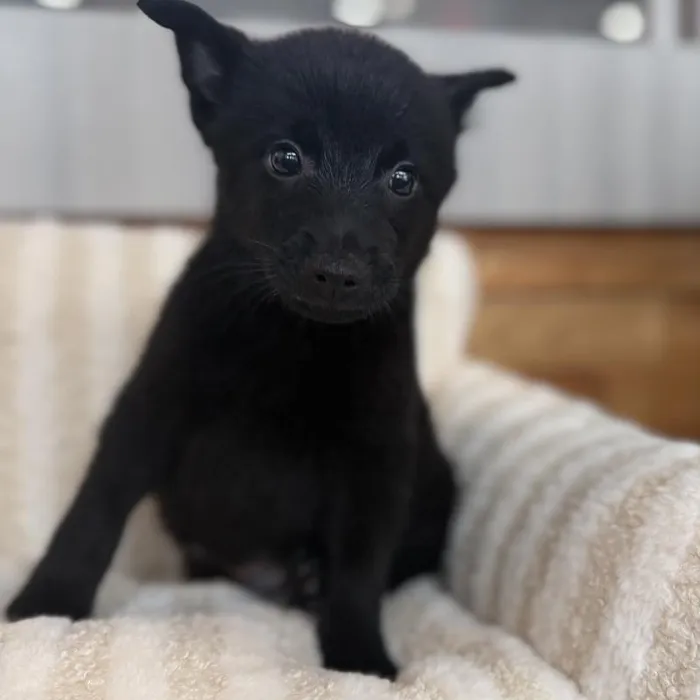 Male Schipperke puppy named Spooky for sale at Beach Blvd.