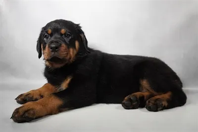Female Rottweiler puppy named Cinnamon for sale at San Jose Blvd.