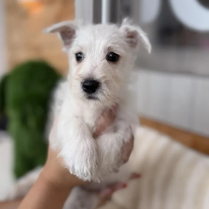 Male West Highland White Terrier puppy named Sherman for sale at Beach Blvd.
