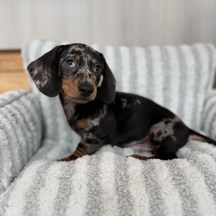 Male Dachshund puppy named Steel for sale at Beach Blvd.