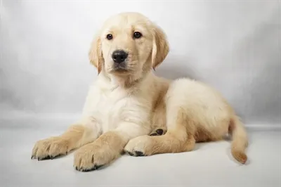 Male Golden Retriever puppy named Buddy for sale at San Jose Blvd.