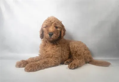 Female Mini Goldendoodle puppy named Georgia for sale at San Jose Blvd.
