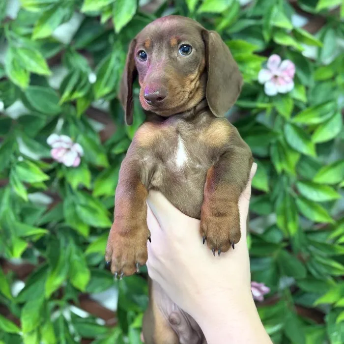 Male Mini Dachshund puppy named Emmett for sale at San Jose Blvd.