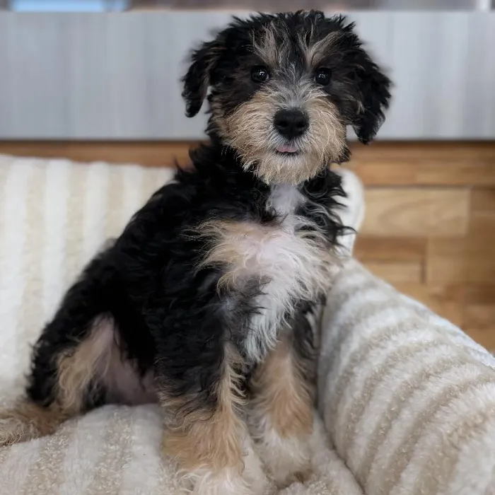 Female Schnoodle puppy named Missy for sale at Beach Blvd.