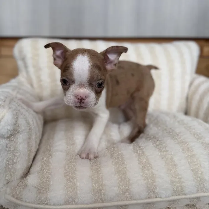 Male Boston Terrier puppy named Stitch for sale at Beach Blvd.