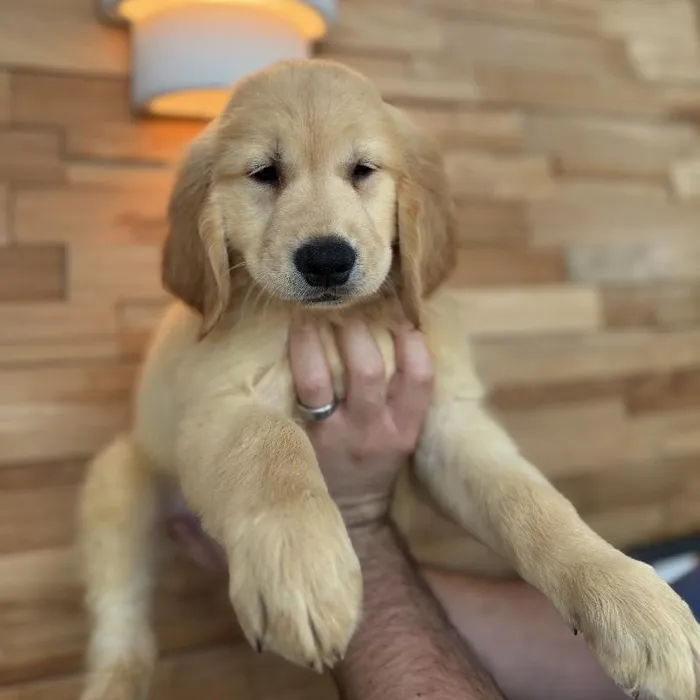 Male Golden Retriever puppy named Goose for sale at Beach Blvd.