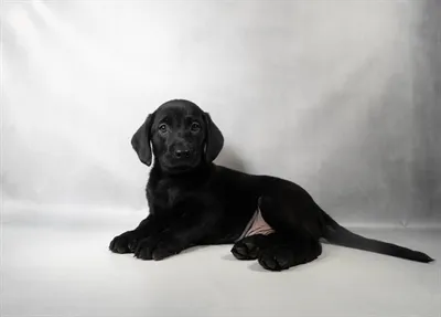 Male Labrador Retriever puppy for sale at San Jose Blvd.