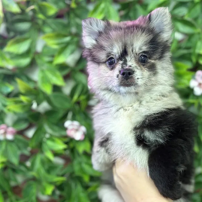 Female Pomeranian puppy named Fendi for sale at San Jose Blvd.