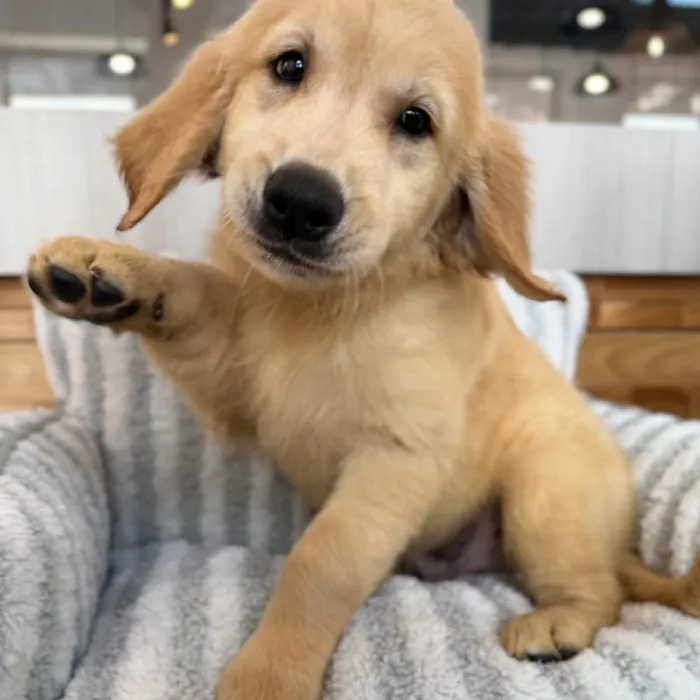 Male Golden Retriever puppy named Rooster for sale at Beach Blvd.
