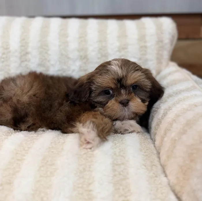 Female Shih Tzu puppy named Autumn for sale at Beach Blvd.
