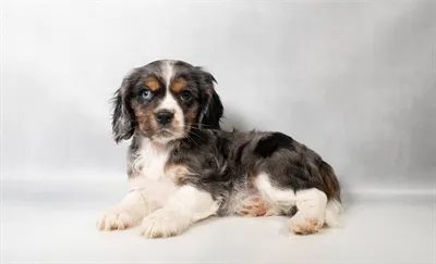 Female Cockalier puppy named Elsie for sale at San Jose Blvd.