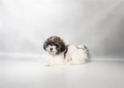 Female Shih Tzu puppy for sale at Beach Blvd.