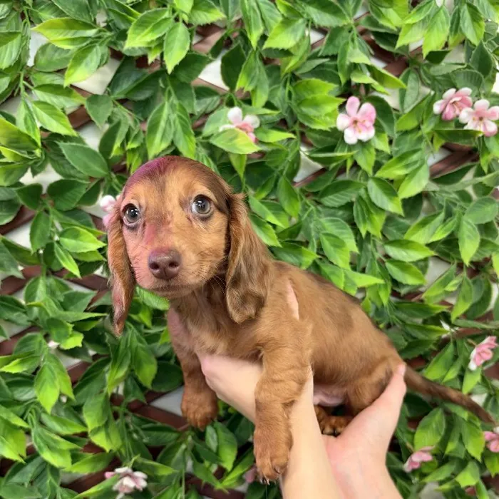 Male Mini Dachshund puppy named Phoenix for sale at San Jose Blvd.