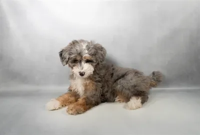Female Mini Bernedoodle puppy named Molly for sale at San Jose Blvd.