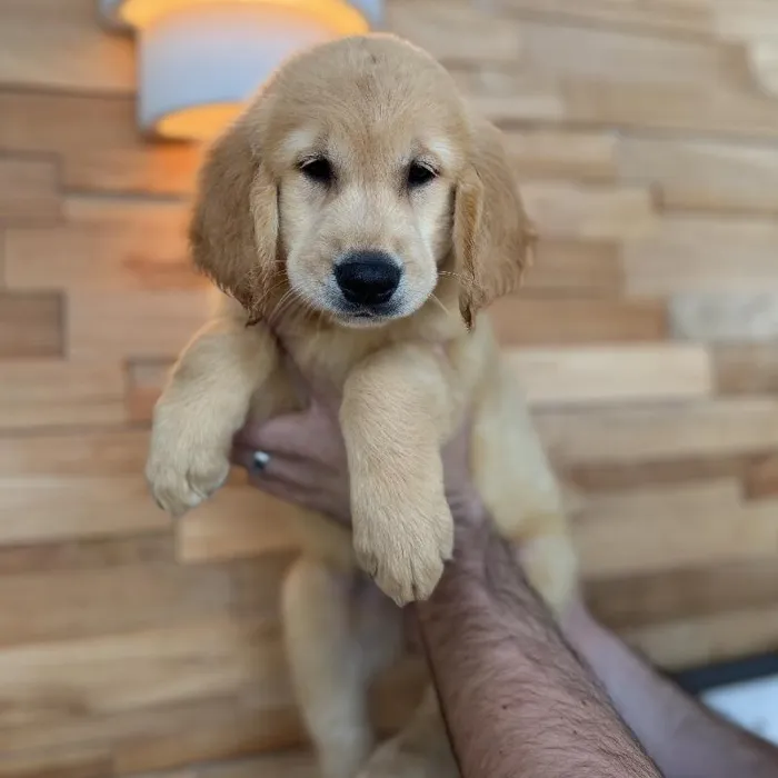 Male Golden Retriever puppy named Rooster for sale at Beach Blvd.
