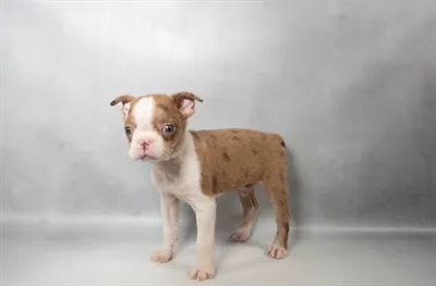 Male Boston Terrier puppy named Stitch for sale at Beach Blvd.