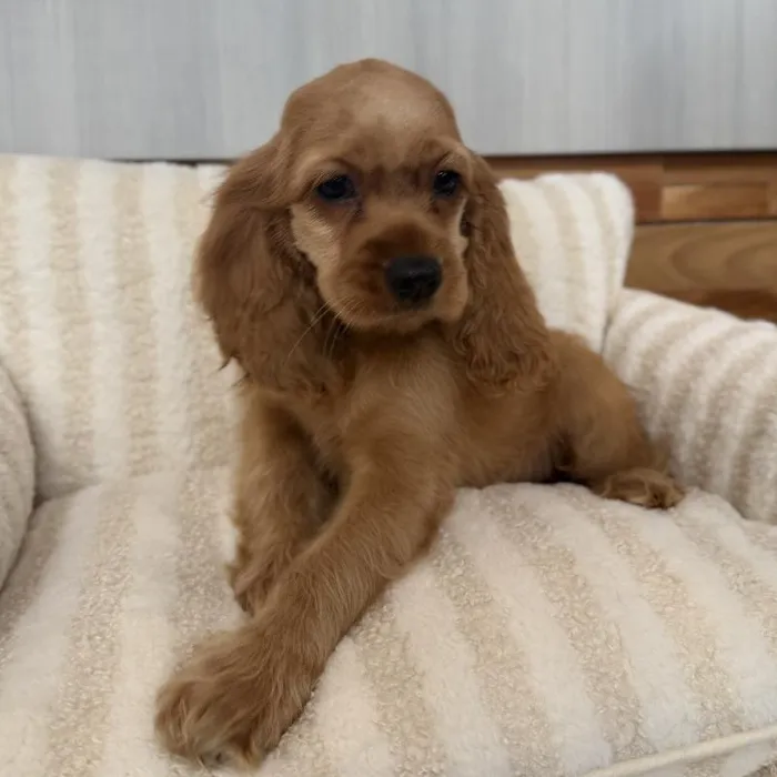 Female Cocker Spaniel puppy named Lady for sale at Beach Blvd.