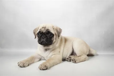 Female Pug puppy named Daphne for sale at San Jose Blvd.