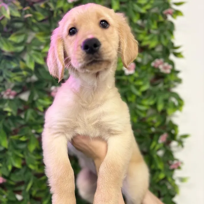 Male Golden Retriever puppy named Buddy for sale at San Jose Blvd.