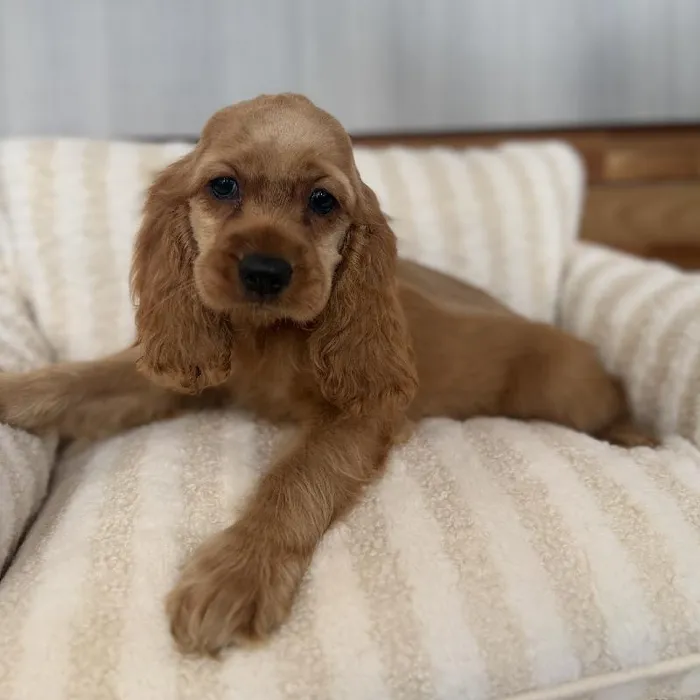 Female Cocker Spaniel puppy named Lady for sale at Beach Blvd.
