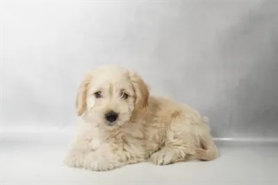 Male Moxie puppy named Flynn for sale at San Jose Blvd.