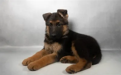 Male German Shepherd puppy named Tank for sale at Beach Blvd.