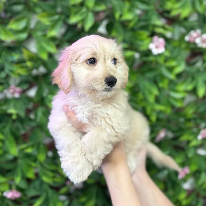 Male Moxie puppy named Flynn for sale at San Jose Blvd.