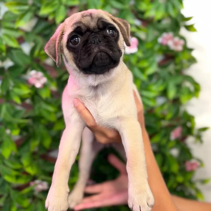 Female Pug puppy named Daphne for sale at San Jose Blvd.