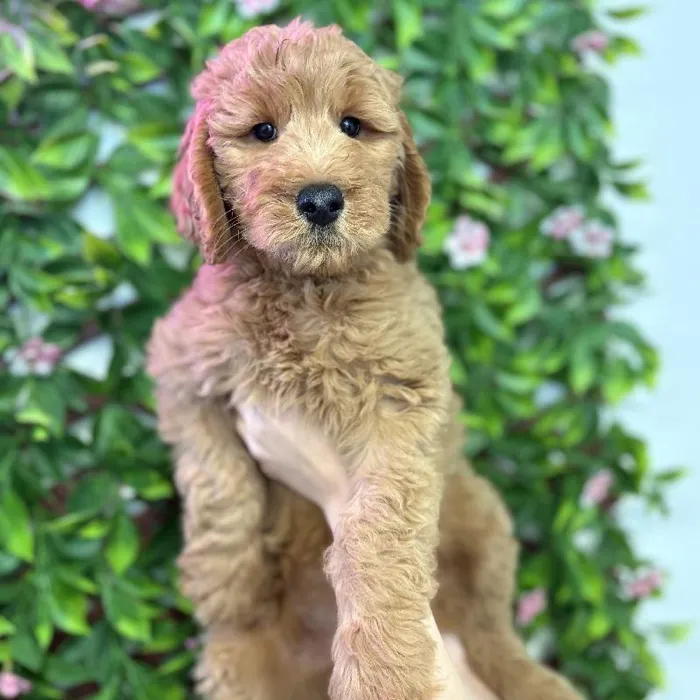 Female Mini Goldendoodle puppy named Georgia for sale at San Jose Blvd.
