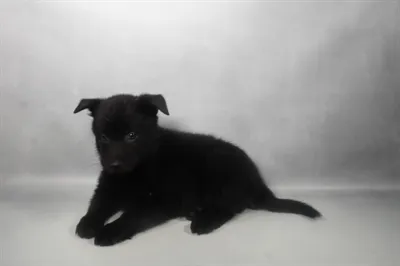 Male Schipperke puppy named Spooky for sale at Beach Blvd.