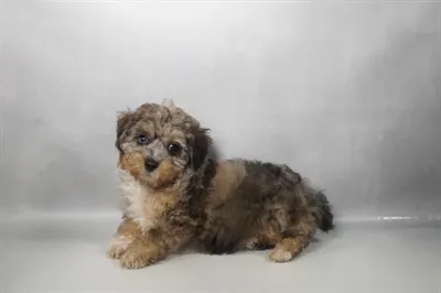 Male Poodle puppy named Azul for sale at Beach Blvd.