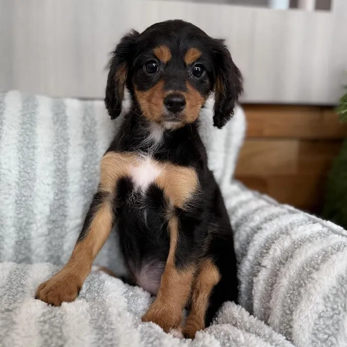 Female Cavapoo puppy named Lyla for sale at Beach Blvd.