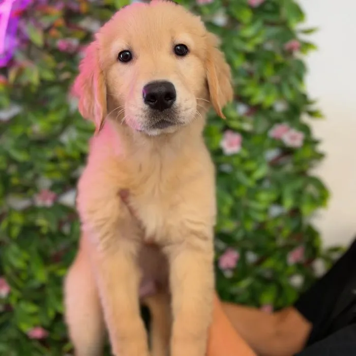 Male Golden Retriever puppy named Benson for sale at San Jose Blvd.