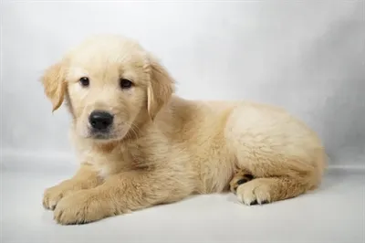 Male Golden Retriever puppy named Benson for sale at San Jose Blvd.