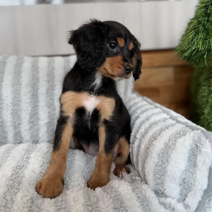 Female Cavapoo puppy named Lyla for sale at Beach Blvd.