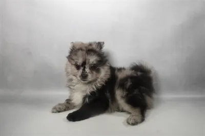 Female Pomeranian puppy named Fendi for sale at San Jose Blvd.