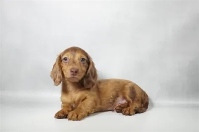 Male Mini Dachshund puppy named Phoenix for sale at San Jose Blvd.