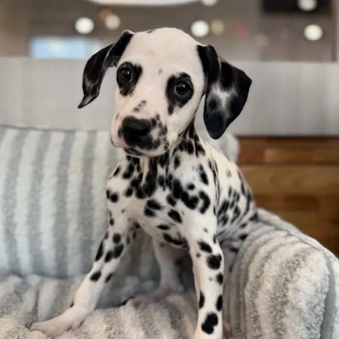 Female Dalmatian puppy named Bailey for sale at Beach Blvd.